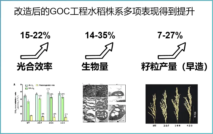 澳门挂牌玄机图